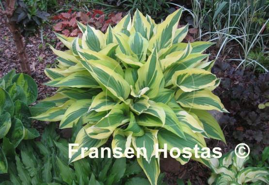 Hosta Lakeside Dragonfly